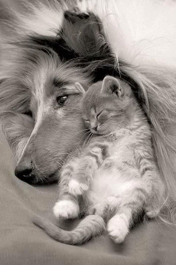 Dog and Cat Groomer